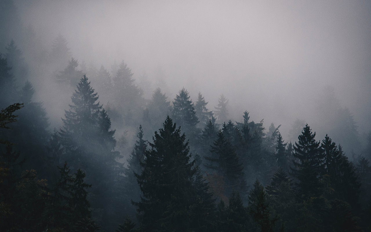Misty forest